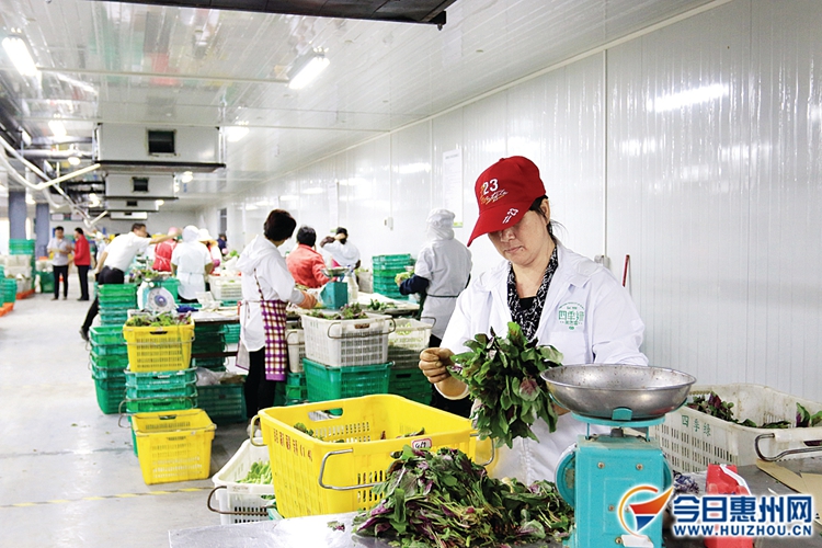 在惠州市四季绿农产品有限公司优质蔬菜加工和储藏基地,工人们对蔬菜