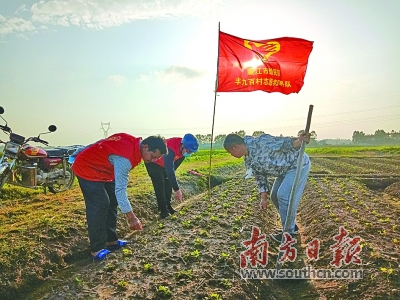 薛宇芸 谢添俊 摄在位于石颈镇的广东岭南红橙基地,只见漫山遍野的橙