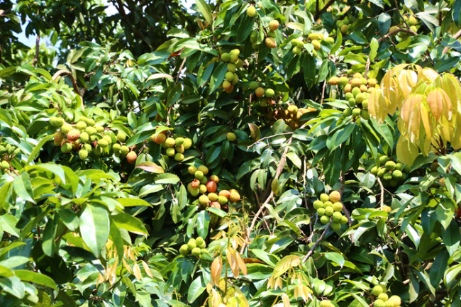 2019年塘厦远昌果场种植的冰荔