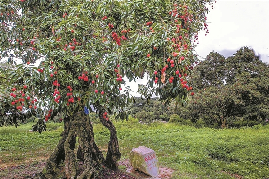 5月11日,广东最早成熟的遂溪"仙品荔"荔枝上拍,超百棵精品荔枝树的