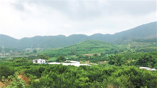 山地种植，是古井镇新会柑种植的传统特色，农户巧借地势，梯级种植，保证了每棵果树都有足够的生长空间。