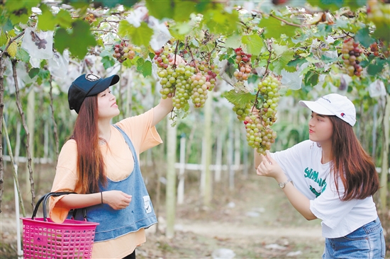 南安村吸引许多游客前去采摘水果。