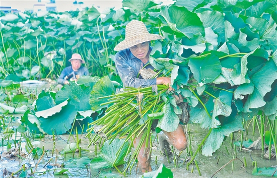 挖藕人在冒着热气的泥水里摸索着前行。