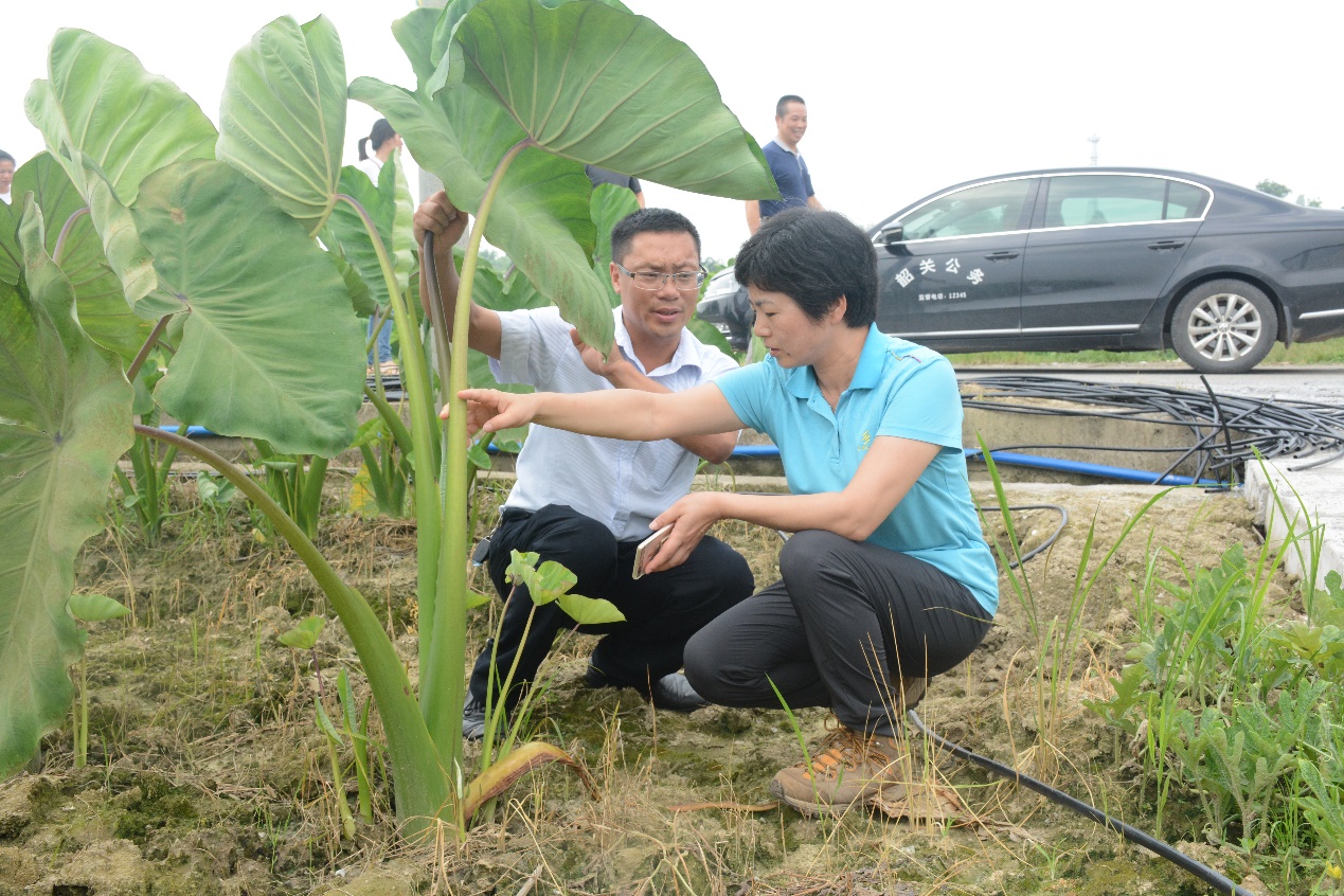 韶关市农业农村局领导黄苑芳咨询当地农企香芋种植技术