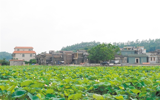 桂水村委会种植了200多亩荷花，目前陆续开放，该村计划在8月下旬举办荷花节。