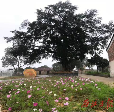 乌石岗村新农村建设成果