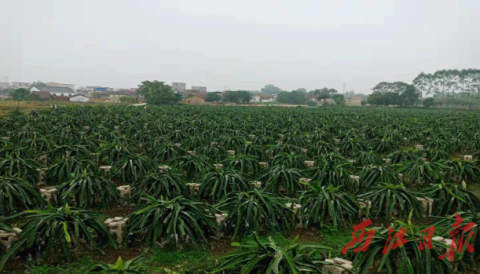 乌石岗村剑花种植基地