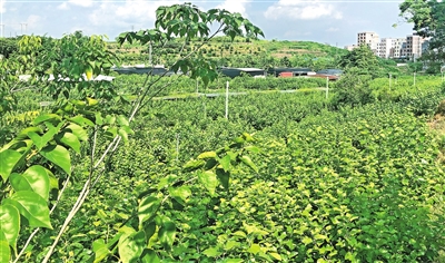 p2_b.jpg