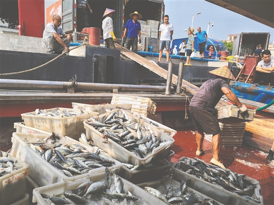 崖门渔港迎来一批又一批渔获，现场热闹非凡。
