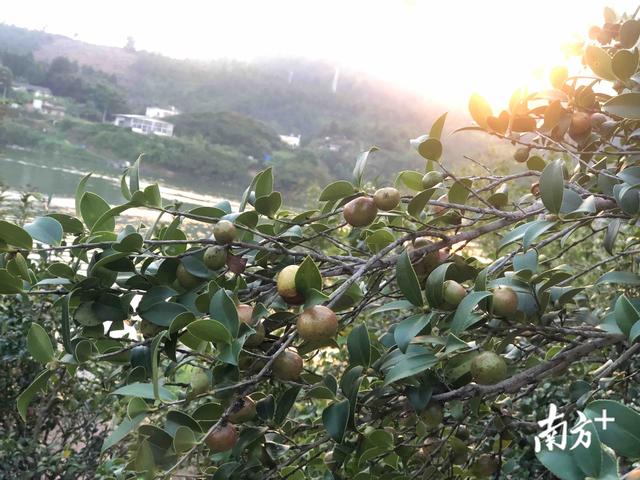 “特”立山乡——来自河源现代农业产业园的报道②龙川油茶产业链延伸 带动乡邻增收致富