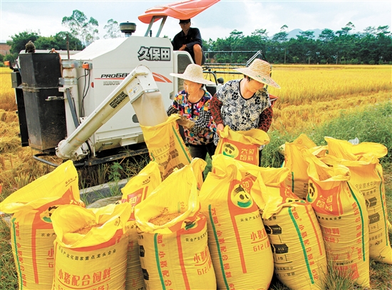 近年来,恩平市“三农”事业发展飞速。 近年来,恩平市“三农”事业发展飞速。