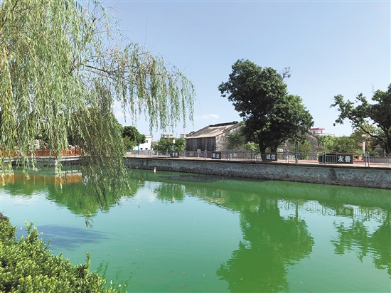 南合村长塘公园垂柳夹岸，风景宜人。