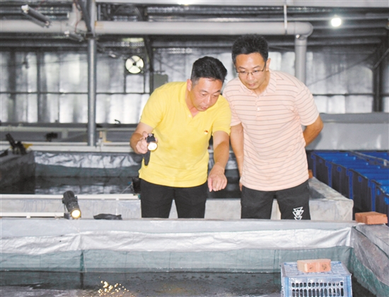 李宇彤（左）在新会建起了全省最大的澳洲淡水龙虾苗场。