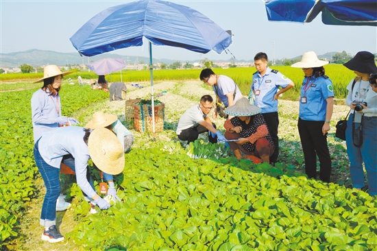 执法人员检查蔬菜种植基地，保障农产品质量安全。