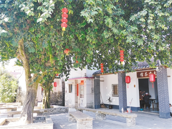 “来苏茶馆”前的大榕树下，是村民对饮红茶的休闲之地。
