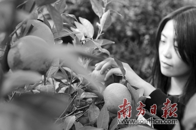 玫瑰.jpg