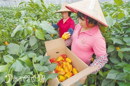 鹤山市双合镇品自农场工人在采摘大棚种植的无公害水果椒。