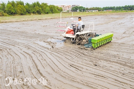 开平广东永晖农机专业合作社联合社的一名工作人员驾驶直播机在一个水稻种植试验点进行直播。