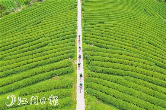 开平市大沙镇天露山下的美丽茶园吸引了一群从深圳远道而来的骑行者。