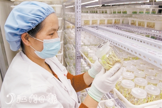 江门市咏春园艺有限公司一名工作人员在培育室检查花卉组培苗。