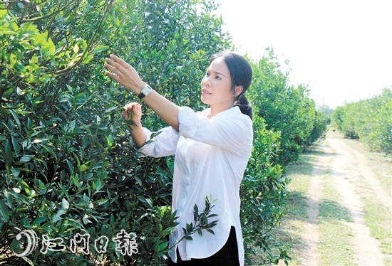 肖凤琴在柑田里介绍种植柑树的经验。