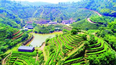 博罗媳妇杨玉莲：恋上象头好山水 租地种茶富农家.jpg