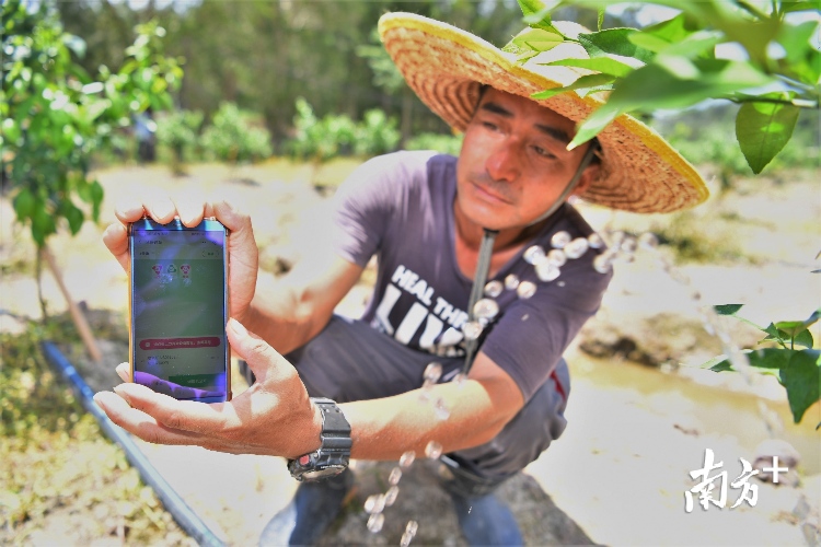 蓬江良溪村的种植工人通过手机控制柑园的灌溉。杨兴乐 摄