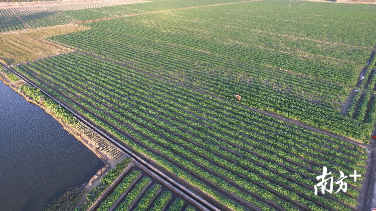 恩平昌梅村打造马铃薯万亩示范基地带动扶贫增收。恩平市扶贫办供图
