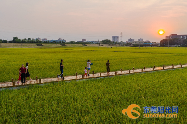 茶山上元稻田公园稻香四溢 吸引大量市民观光休闲.png