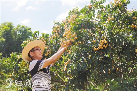 余彦石慢慢总结出经验，进一步提升了黄皮种植技术。