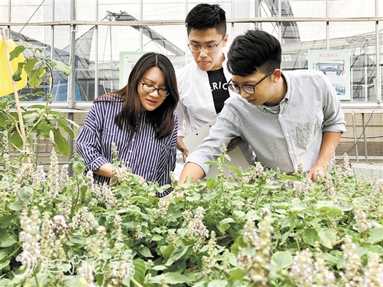 鱼菜共生项目不仅提高产量，降低蔬菜种植成本，还能提高种养户收益。