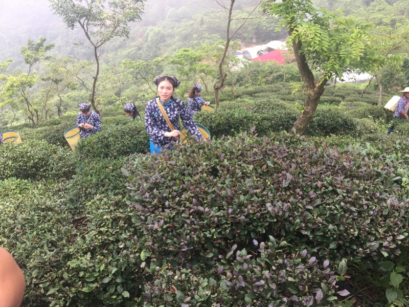 博罗4镇24村入选省级一村一品一镇一业专业村镇