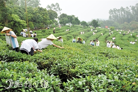 双合镇将茶文化研学游和乡村游结合起来，吸引众多学生前来。双合镇供图