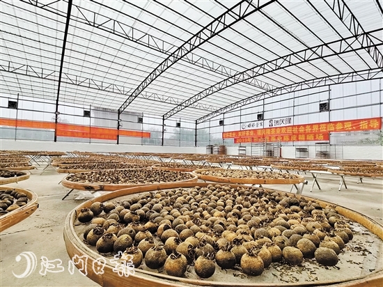 鹤山市大力发展茶产业，图为双合镇好彩茶业茶产品制作现场。企业供图