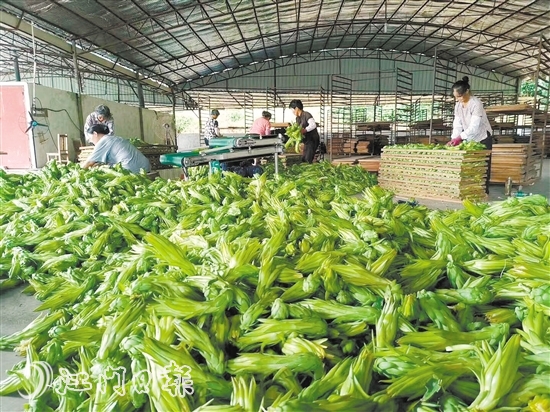 工人们正在对采摘回来的霸王花进行加工，以便晾晒。