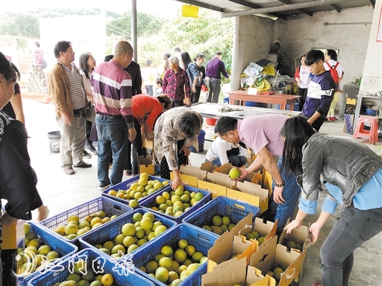 采摘节举行期间，不少游客、群众现场购买大泽脐橙。