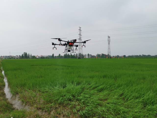 无人机正在稻田作业