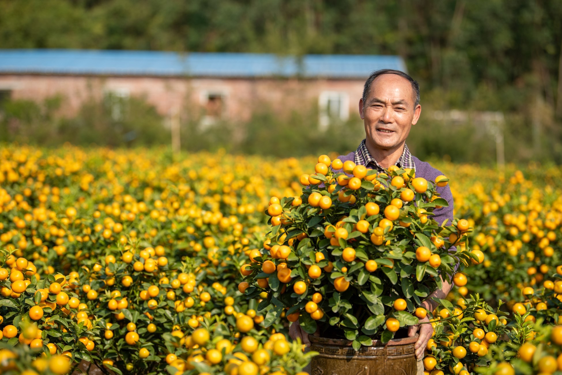 顺德年花年桔批发基地图片