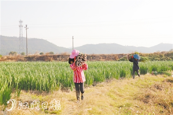 花农们忙着采摘剑兰花。