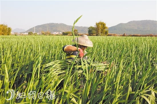 农历腊月是鲜花的收成期，也是销售高峰期。今年，永和村的剑兰花种植面积约93公顷（1400亩）。