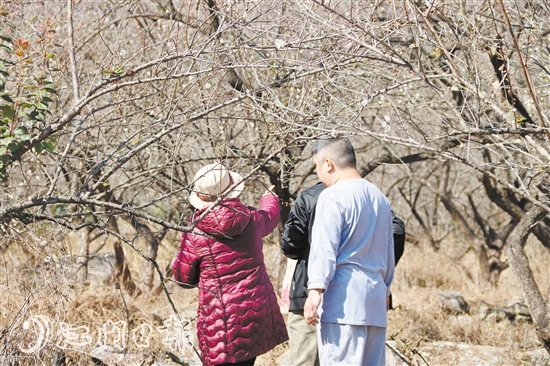 众多游客到大沙镇榄坑梅园赏梅。