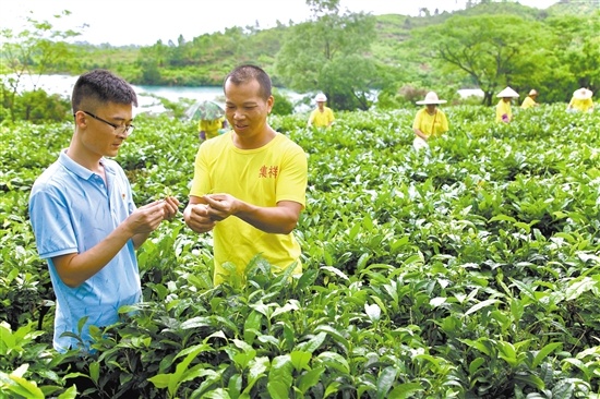 张晶新（左一）到茶场了解茶叶生长情况。