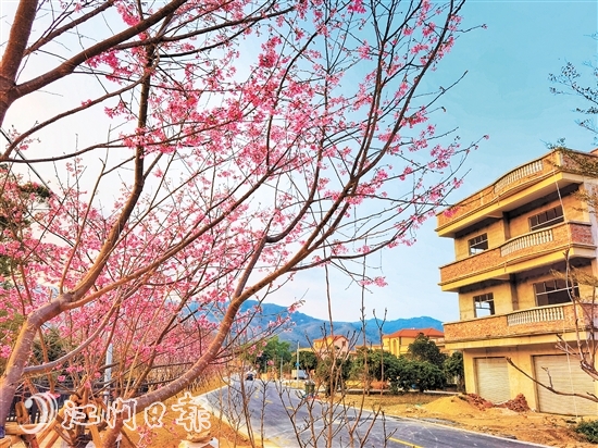 今年1月，樱花河堤建设工程基本完工，新种植的樱花树生机勃勃、长满花蕾，一些“心急”的花儿已争先怒放。