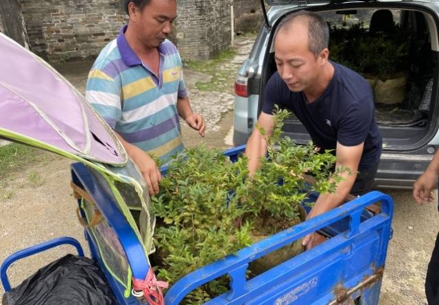 虞文树为贫困户发放嘉宝果树苗