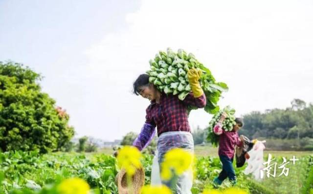 农民收割增城迟菜心(资料图） 通讯员供图