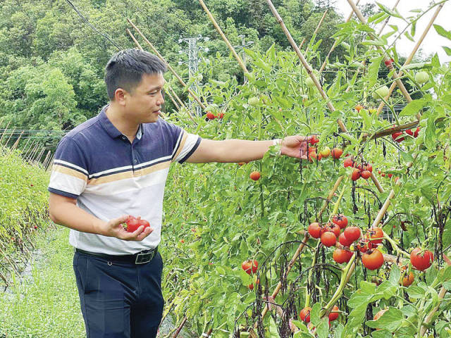在鼎湖区凤凰镇上水田村山泉水蔬果种植科普示范基地，上水田村党支部书记邹火明采摘番茄。西江日报记者 陈明红 摄