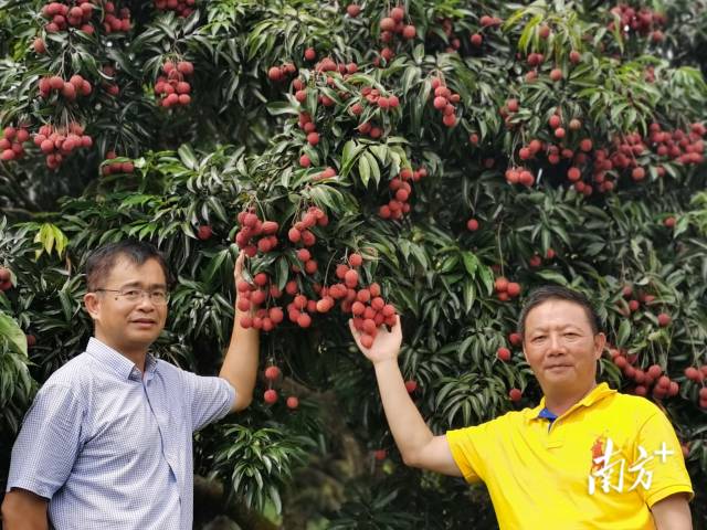 从化区岭南水果产业协会会长欧阳建忠（左）与国家荔枝龙眼产业技术体系首席专家陈厚彬（右）