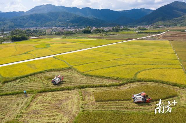 云浮新兴天堂镇，农户在大片的稻田上驾驶农机收割今年的早稻。