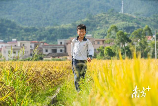 云浮新兴县天堂镇，孩童在自家的稻田田埂上奔跑。