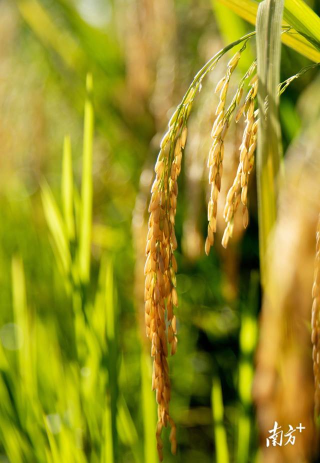 7月9日，成熟的稻谷压弯稻秆。